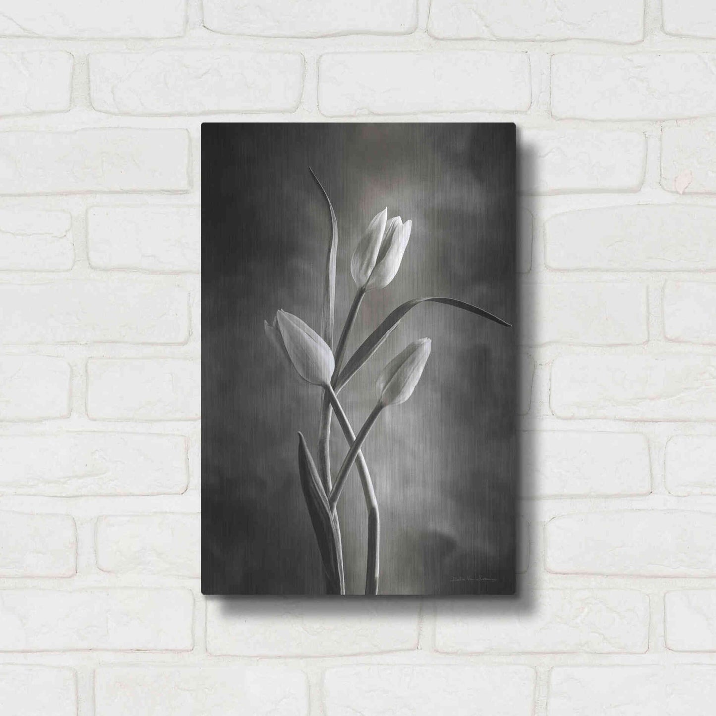 Luxe Metal Art 'Two Tone Tulips VII' by Debra Van Swearingen, Metal Wall Art,12x16