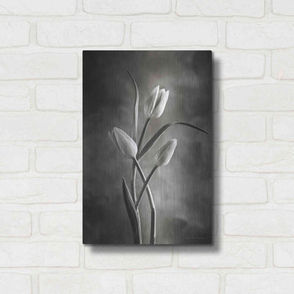 Luxe Metal Art 'Two Tone Tulips VII' by Debra Van Swearingen, Metal Wall Art,12x16