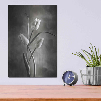 Luxe Metal Art 'Two Tone Tulips VII' by Debra Van Swearingen, Metal Wall Art,12x16