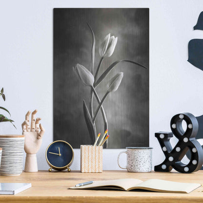 Luxe Metal Art 'Two Tone Tulips VII' by Debra Van Swearingen, Metal Wall Art,12x16