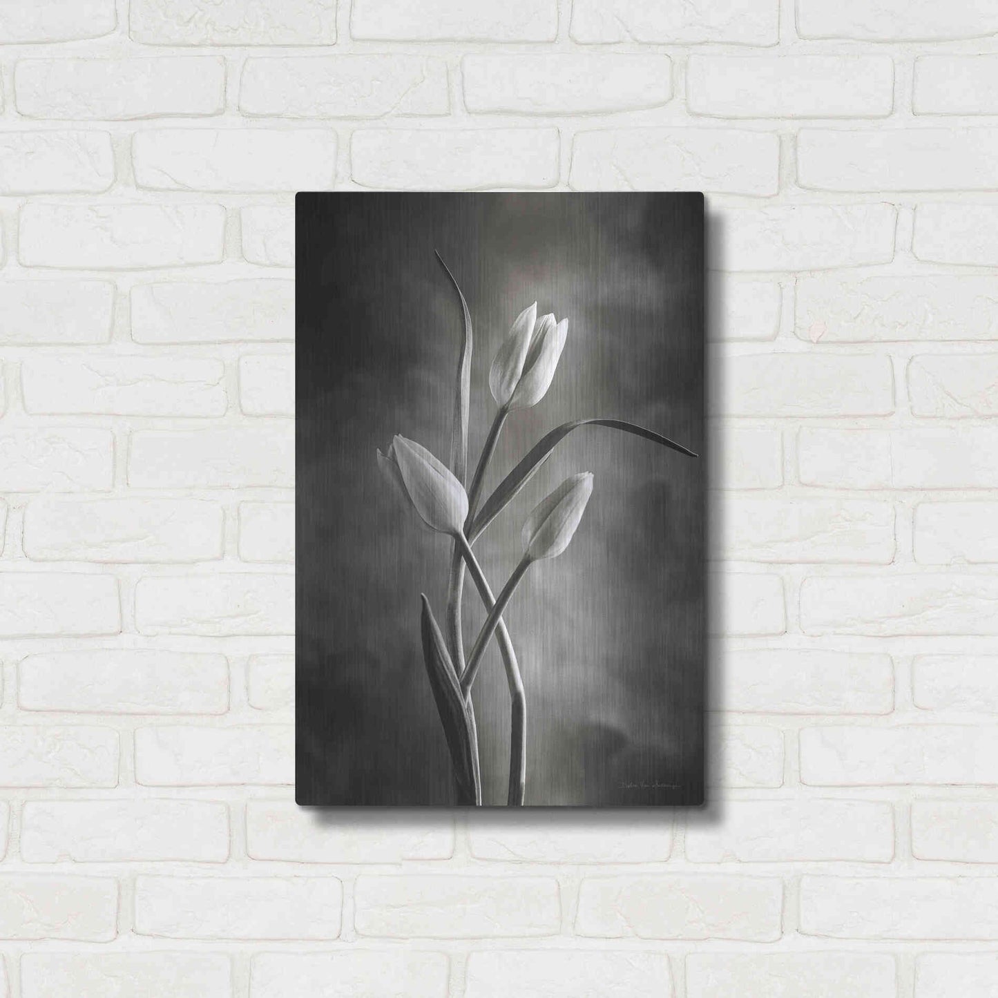 Luxe Metal Art 'Two Tone Tulips VII' by Debra Van Swearingen, Metal Wall Art,16x24