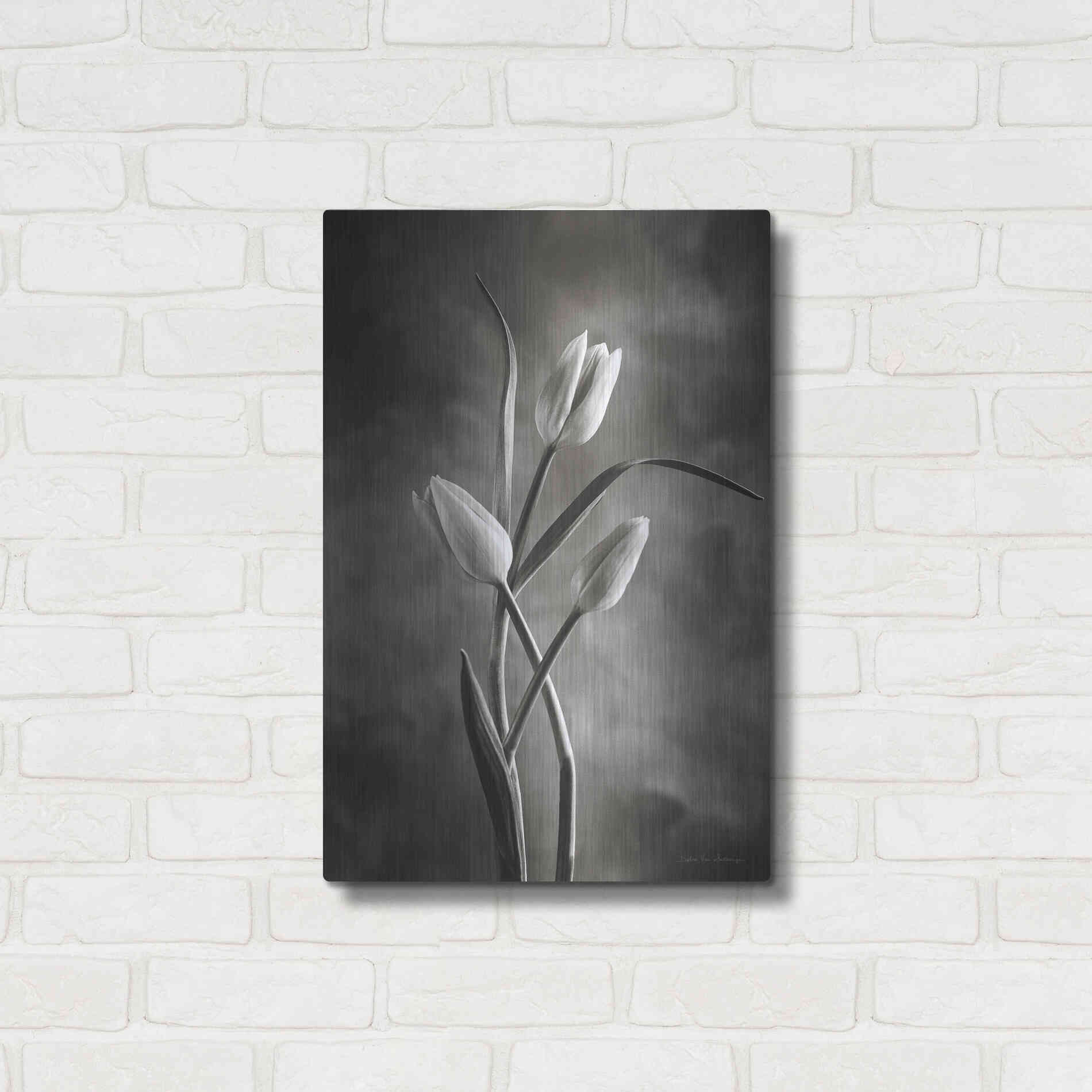 Luxe Metal Art 'Two Tone Tulips VII' by Debra Van Swearingen, Metal Wall Art,16x24