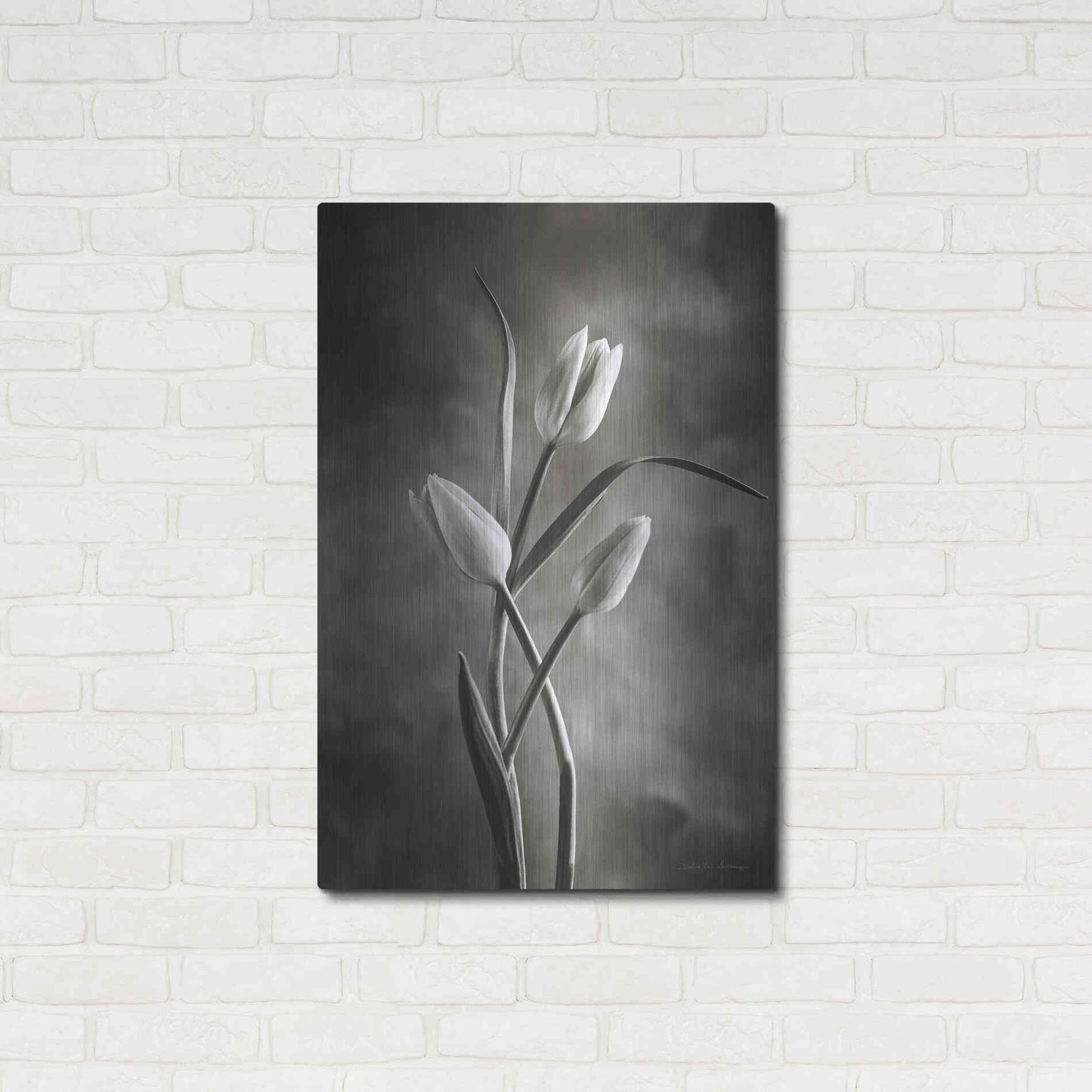 Luxe Metal Art 'Two Tone Tulips VII' by Debra Van Swearingen, Metal Wall Art,24x36