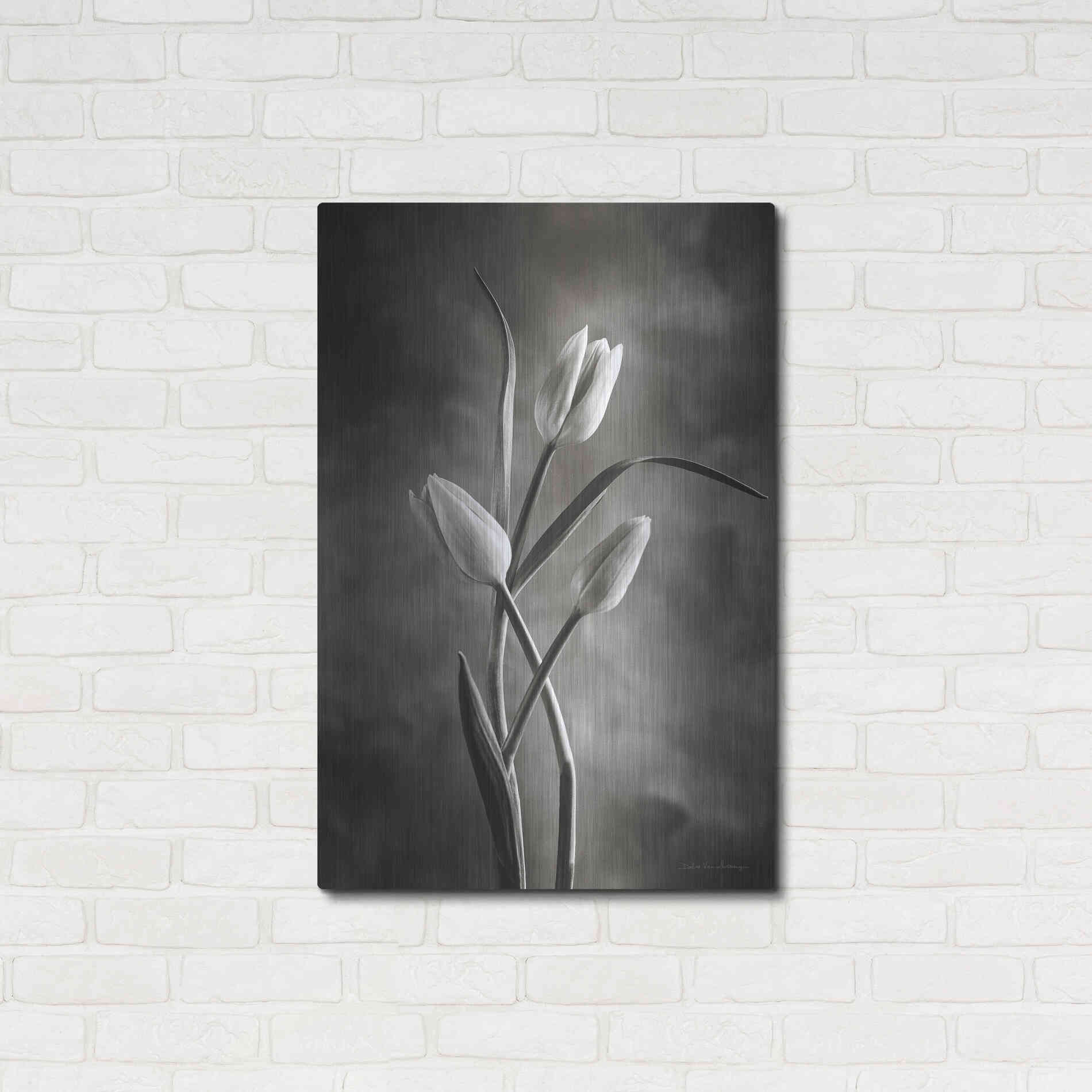 Luxe Metal Art 'Two Tone Tulips VII' by Debra Van Swearingen, Metal Wall Art,24x36