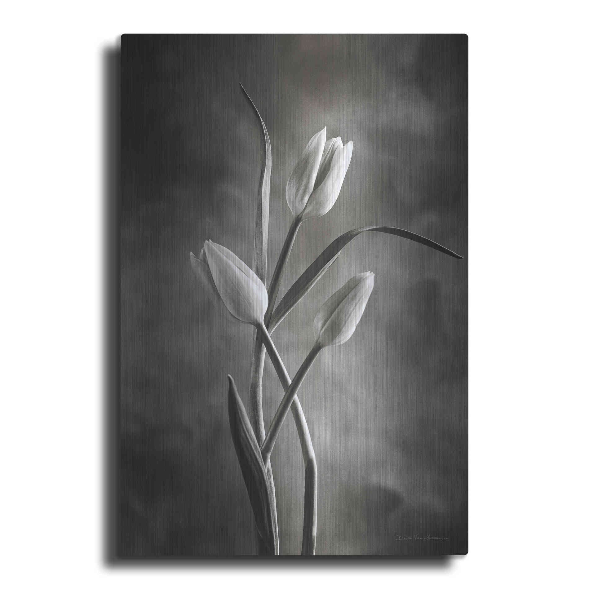 Luxe Metal Art 'Two Tone Tulips VII' by Debra Van Swearingen, Metal Wall Art