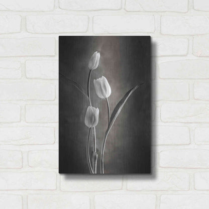 Luxe Metal Art 'Two Tone Tulips VIII' by Debra Van Swearingen, Metal Wall Art,12x16