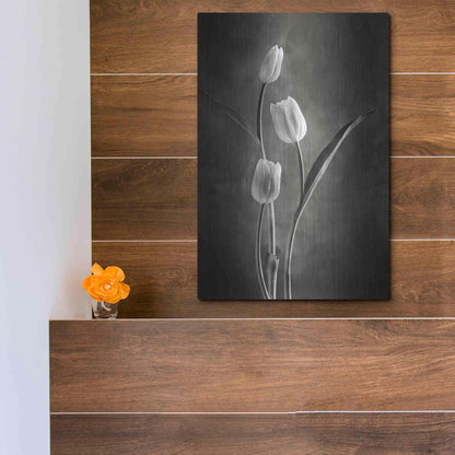 Luxe Metal Art 'Two Tone Tulips VIII' by Debra Van Swearingen, Metal Wall Art,12x16