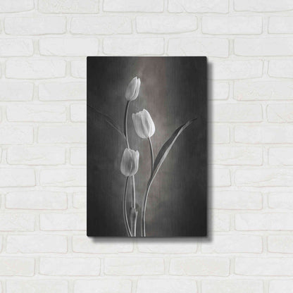 Luxe Metal Art 'Two Tone Tulips VIII' by Debra Van Swearingen, Metal Wall Art,16x24