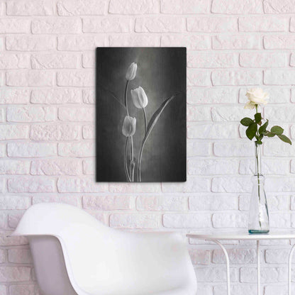 Luxe Metal Art 'Two Tone Tulips VIII' by Debra Van Swearingen, Metal Wall Art,16x24