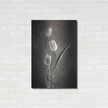 Luxe Metal Art 'Two Tone Tulips VIII' by Debra Van Swearingen, Metal Wall Art,24x36