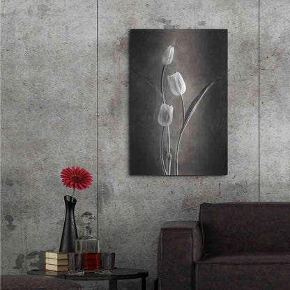 Luxe Metal Art 'Two Tone Tulips VIII' by Debra Van Swearingen, Metal Wall Art,24x36