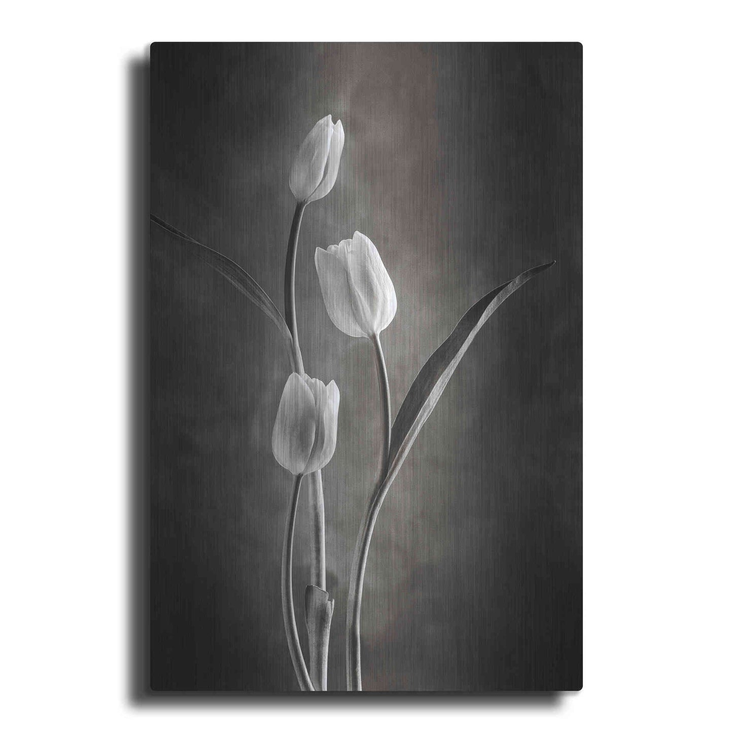 Luxe Metal Art 'Two Tone Tulips VIII' by Debra Van Swearingen, Metal Wall Art