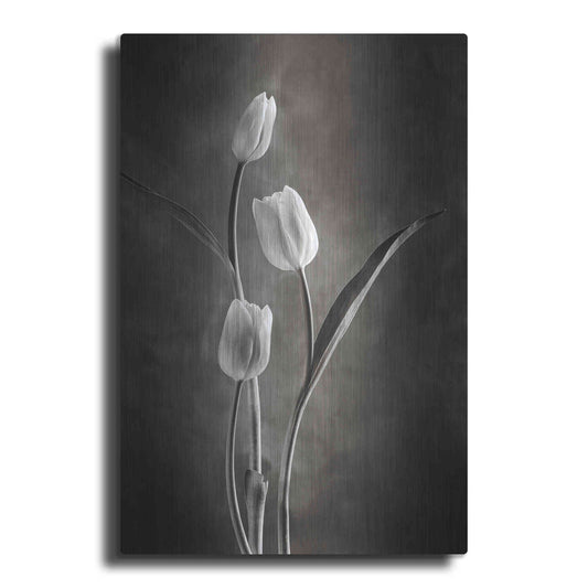 Luxe Metal Art 'Two Tone Tulips VIII' by Debra Van Swearingen, Metal Wall Art