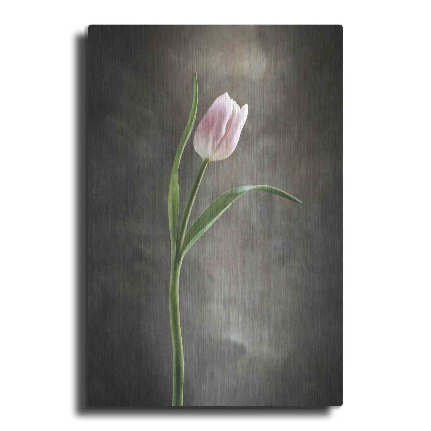 Luxe Metal Art 'Spring Tulips I' by Debra Van Swearingen, Metal Wall Art