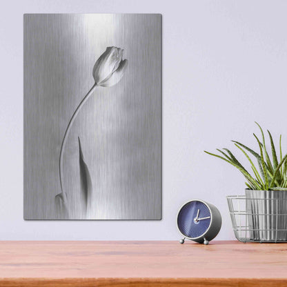 Luxe Metal Art 'Soft Tulips I' by Debra Van Swearingen, Metal Wall Art,12x16