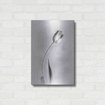 Luxe Metal Art 'Soft Tulips I' by Debra Van Swearingen, Metal Wall Art,16x24