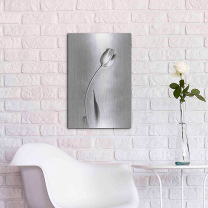 Luxe Metal Art 'Soft Tulips I' by Debra Van Swearingen, Metal Wall Art,16x24