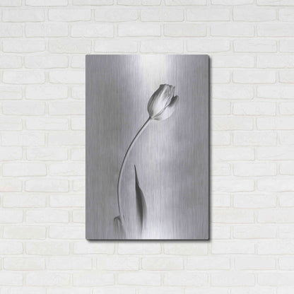 Luxe Metal Art 'Soft Tulips I' by Debra Van Swearingen, Metal Wall Art,24x36