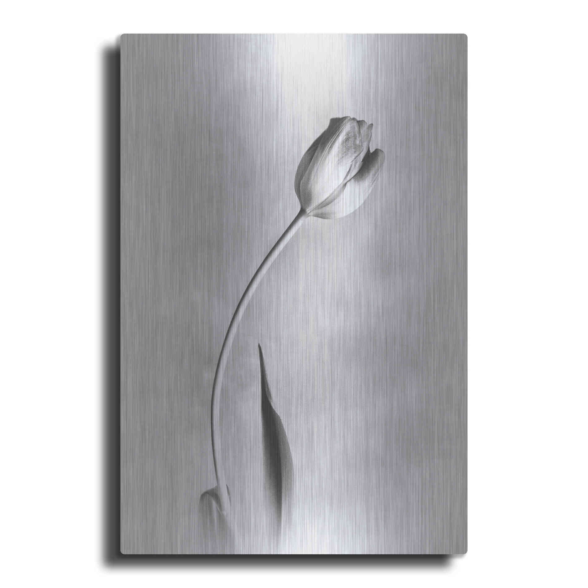 Luxe Metal Art 'Soft Tulips I' by Debra Van Swearingen, Metal Wall Art