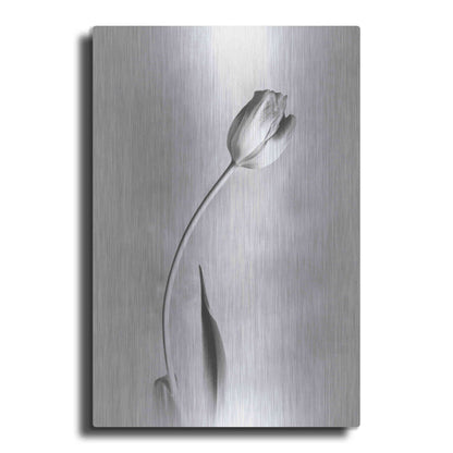 Luxe Metal Art 'Soft Tulips I' by Debra Van Swearingen, Metal Wall Art