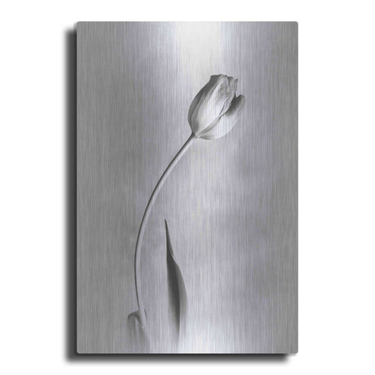 Luxe Metal Art 'Soft Tulips I' by Debra Van Swearingen, Metal Wall Art