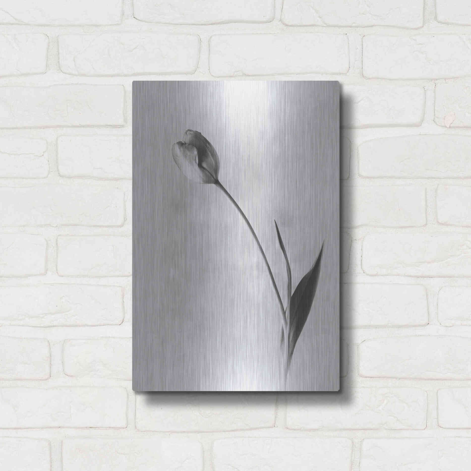 Luxe Metal Art 'Soft Tulips II' by Debra Van Swearingen, Metal Wall Art,12x16