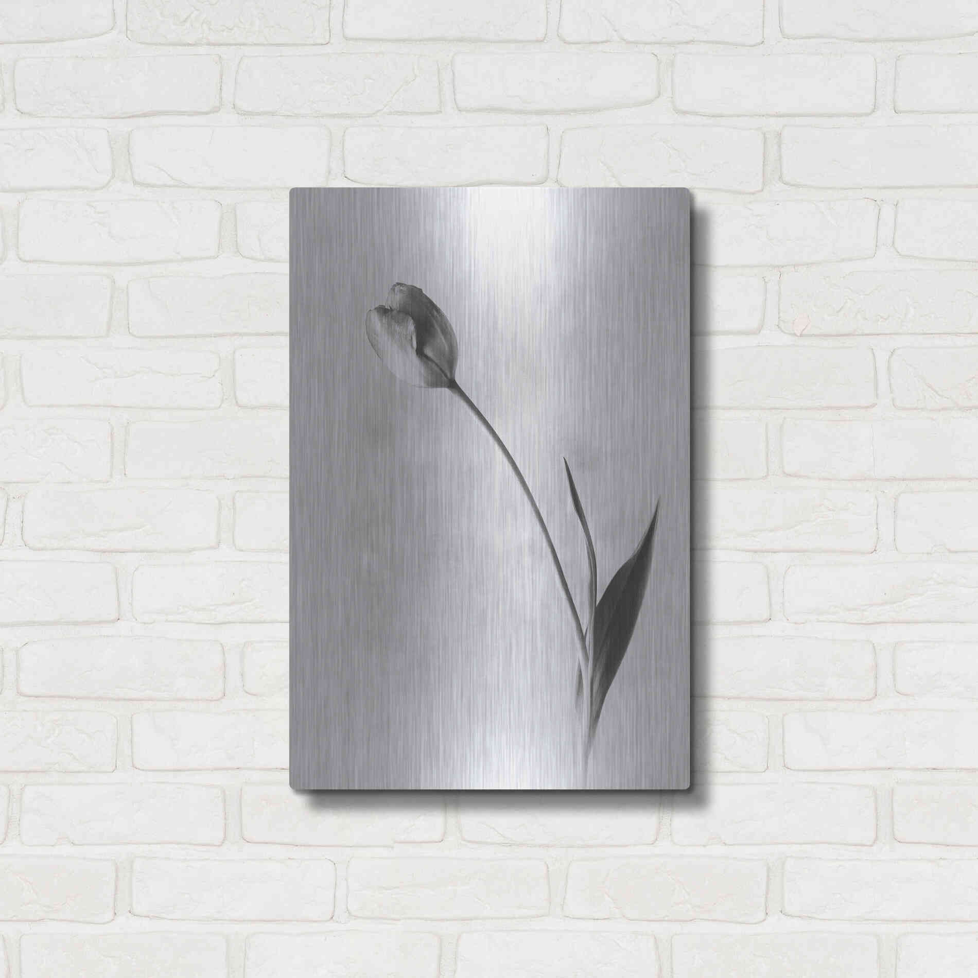 Luxe Metal Art 'Soft Tulips II' by Debra Van Swearingen, Metal Wall Art,16x24