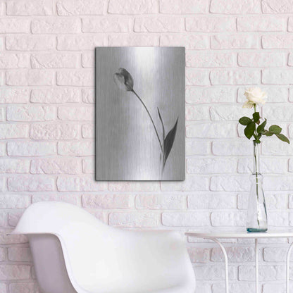Luxe Metal Art 'Soft Tulips II' by Debra Van Swearingen, Metal Wall Art,16x24