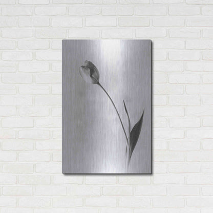 Luxe Metal Art 'Soft Tulips II' by Debra Van Swearingen, Metal Wall Art,24x36