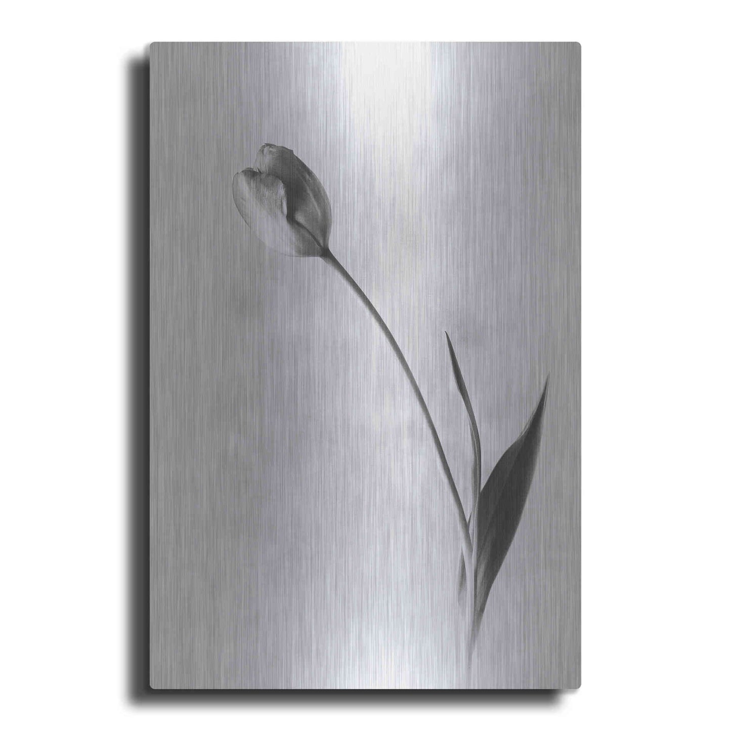 Luxe Metal Art 'Soft Tulips II' by Debra Van Swearingen, Metal Wall Art