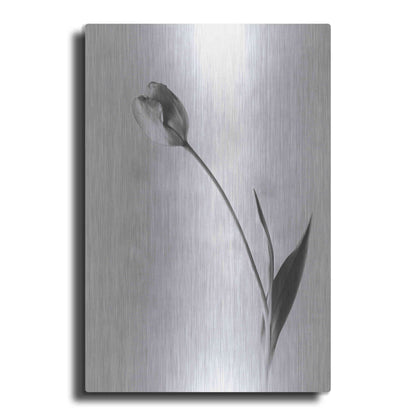 Luxe Metal Art 'Soft Tulips II' by Debra Van Swearingen, Metal Wall Art