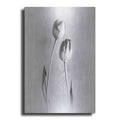 Luxe Metal Art 'Soft Tulips III' by Debra Van Swearingen, Metal Wall Art