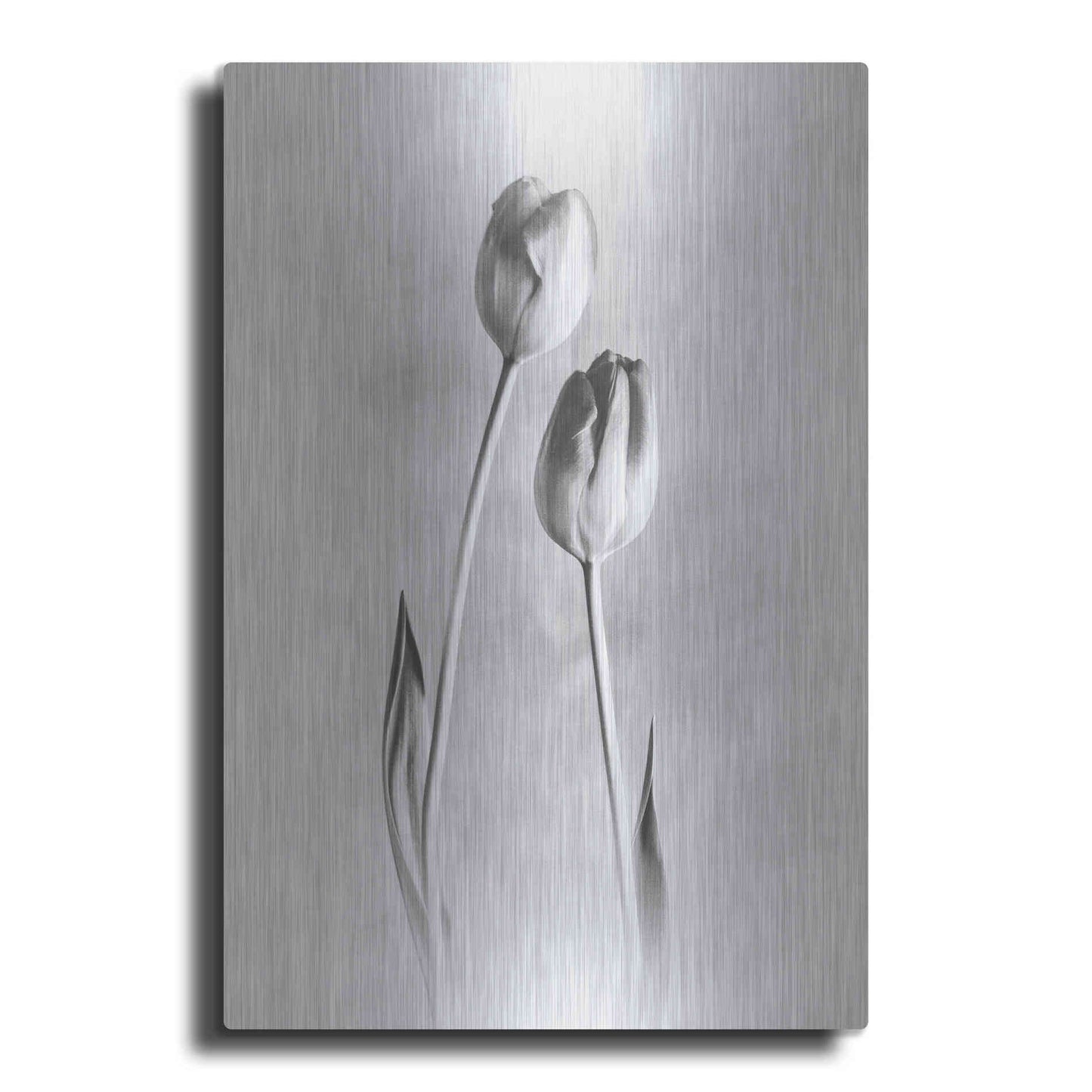 Luxe Metal Art 'Soft Tulips III' by Debra Van Swearingen, Metal Wall Art