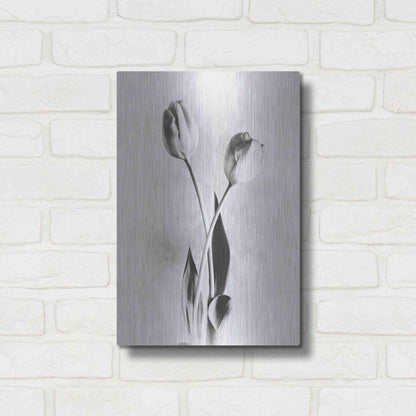 Luxe Metal Art 'Soft Tulips IV' by Debra Van Swearingen, Metal Wall Art,12x16