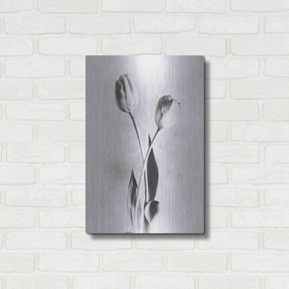 Luxe Metal Art 'Soft Tulips IV' by Debra Van Swearingen, Metal Wall Art,16x24