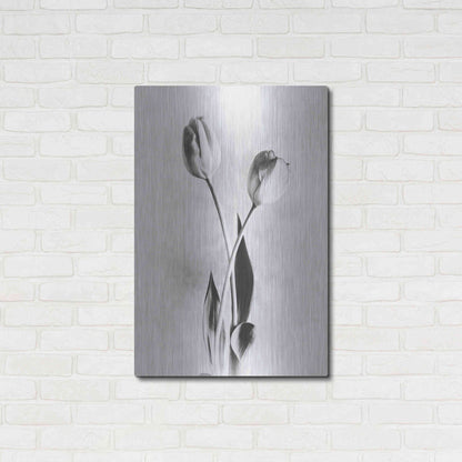 Luxe Metal Art 'Soft Tulips IV' by Debra Van Swearingen, Metal Wall Art,24x36