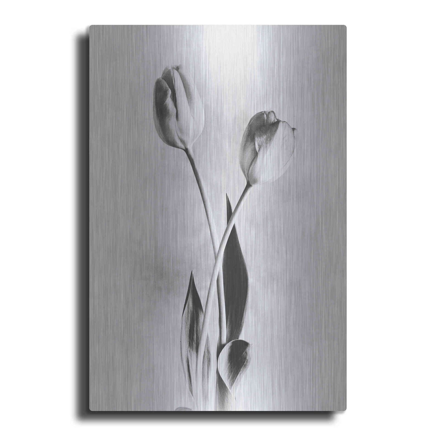 Luxe Metal Art 'Soft Tulips IV' by Debra Van Swearingen, Metal Wall Art