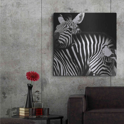 Luxe Metal Art 'Zebra VI' by Debra Van Swearingen, Metal Wall Art,36x36