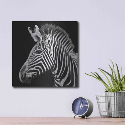 Luxe Metal Art 'Zebra VII' by Debra Van Swearingen, Metal Wall Art,12x12
