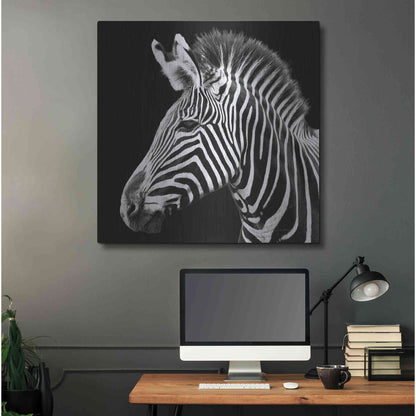 Luxe Metal Art 'Zebra VII' by Debra Van Swearingen, Metal Wall Art,36x36