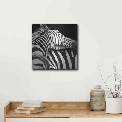 Luxe Metal Art 'Zebra VIII' by Debra Van Swearingen, Metal Wall Art,12x12