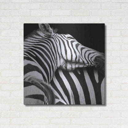 Luxe Metal Art 'Zebra VIII' by Debra Van Swearingen, Metal Wall Art,36x36