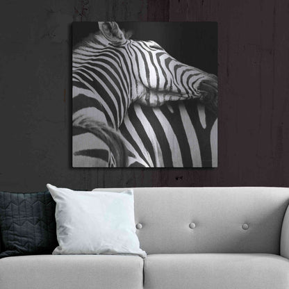 Luxe Metal Art 'Zebra VIII' by Debra Van Swearingen, Metal Wall Art,36x36