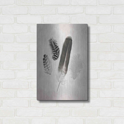 Luxe Metal Art 'Feather Group I B&W' by Debra Van Swearingen, Metal Wall Art,16x24