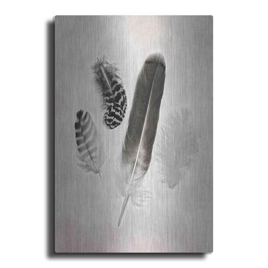 Luxe Metal Art 'Feather Group I B&W' by Debra Van Swearingen, Metal Wall Art