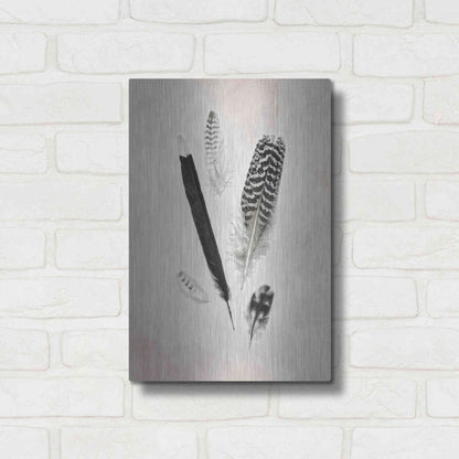 Luxe Metal Art 'Feather Group II B&W' by Debra Van Swearingen, Metal Wall Art,12x16