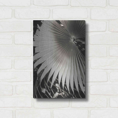 Luxe Metal Art 'Palm Frond 2' by Debra Van Swearingen, Metal Wall Art,12x16