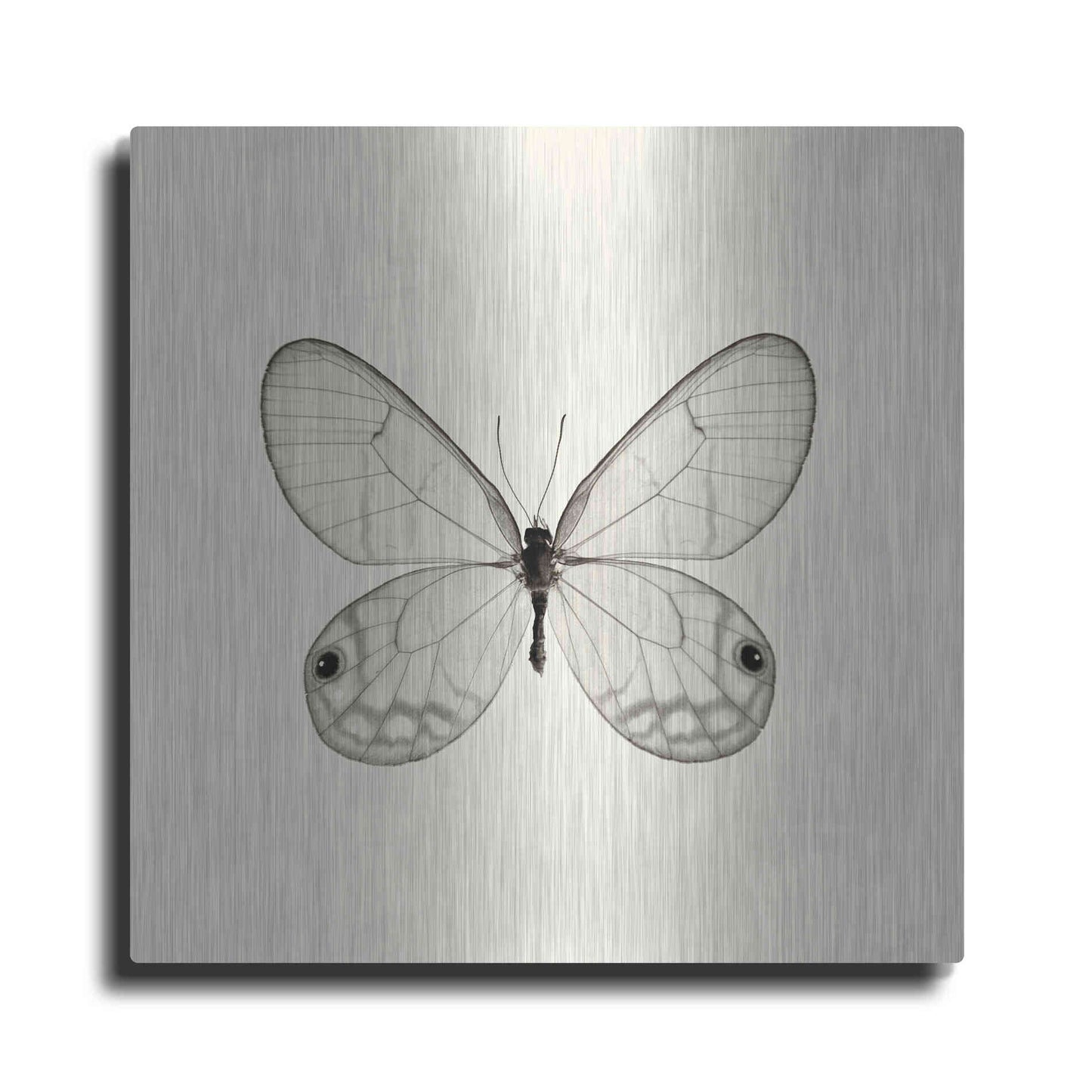 Luxe Metal Art 'Butterfly I B&W' by Debra Van Swearingen, Metal Wall Art
