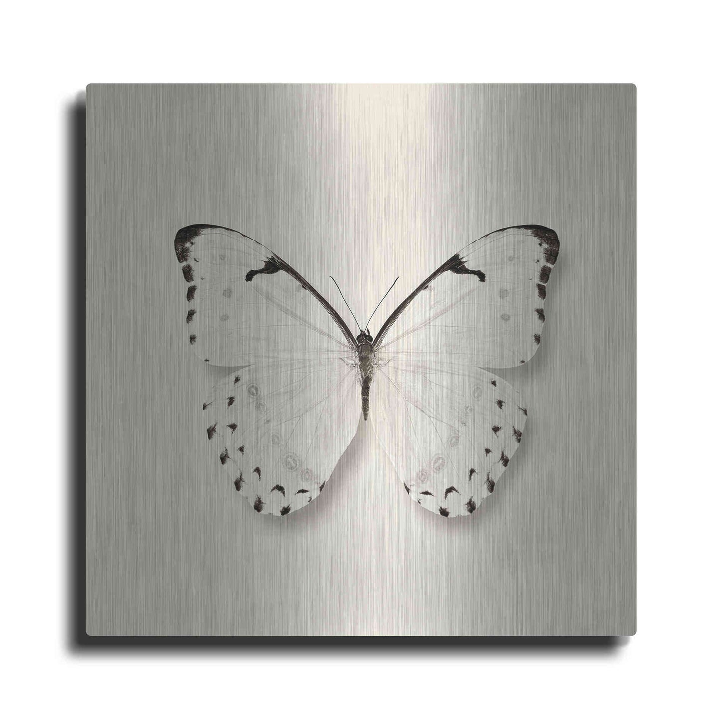 Luxe Metal Art 'Butterfly II B&W' by Debra Van Swearingen, Metal Wall Art