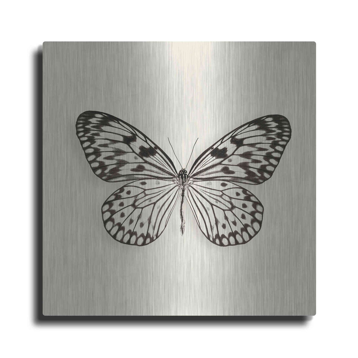 Luxe Metal Art 'Butterfly V B&W' by Debra Van Swearingen, Metal Wall Art